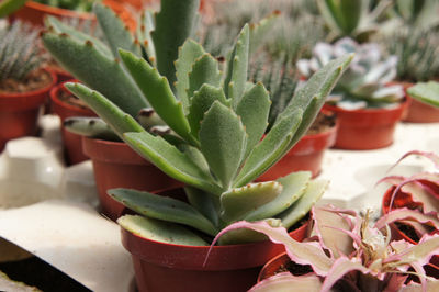 Close-up of succulent plant in pot