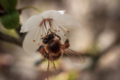 Close-up of insect on flower