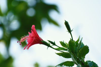 Close-up of red flowering plant