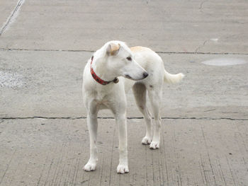 High angle view of dog standing on footpath