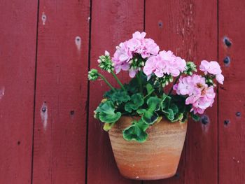 Close-up of flowers on wooden plank