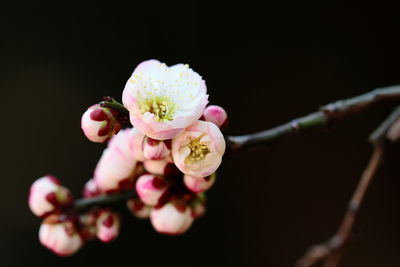 Close-up of white flowers