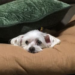 Close-up of dog lying on sofa