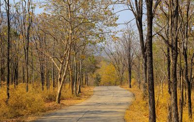 Road amidst trees in forest during autumn