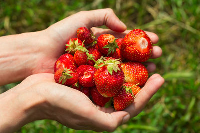 Cropped hand of person holding strawberries