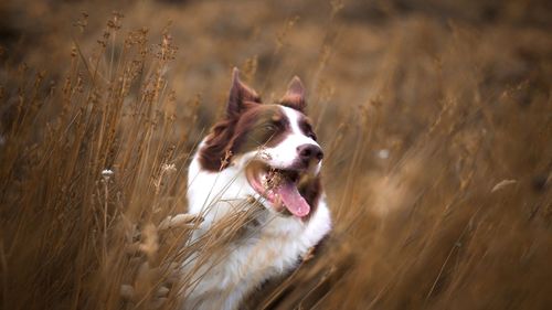 View of dog running on field