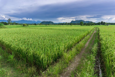 Scenic view of agricultural field against sky