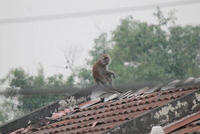 Monkey sitting on roof