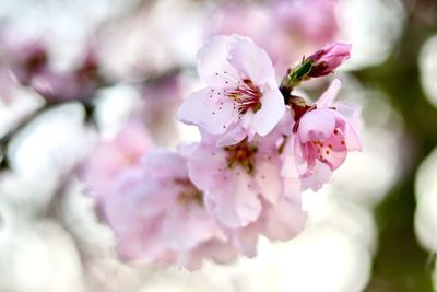 Close-up of pink flowers on branch