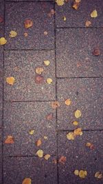 High angle view of dry leaves on road