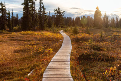 Boardwalk amidst trees against sky