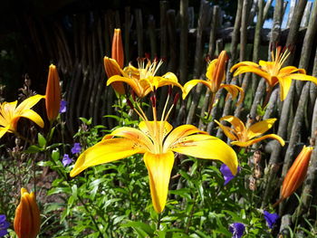 Close-up of yellow flowering plants