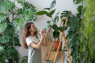 Freelance gardener girl take care of houseplants in home garden. caring florist wiping ficus leaves