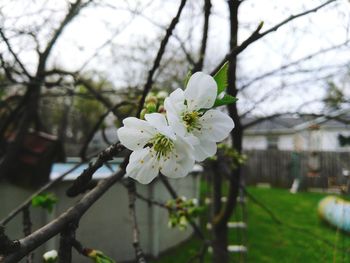 Close-up of white flowers on branch