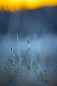 Autumn's frozen tapestry. enchanting meadow captured in ice in northern europe