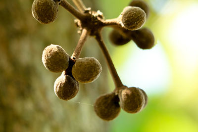 Close-up of berries growing on tree