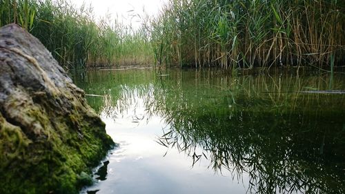 Reflection of trees in water