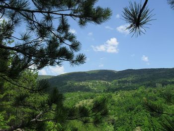 Scenic view of pine trees against sky