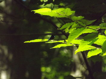 Close-up of fresh green plant