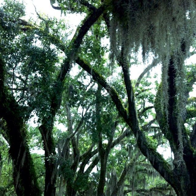 tree, growth, low angle view, tree trunk, green color, branch, nature, tranquility, beauty in nature, forest, sunlight, day, outdoors, no people, tranquil scene, scenics, sky, woodland, growing, lush foliage