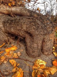 Autumn leaves on tree trunk