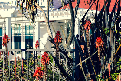 Close-up of red flowering plants