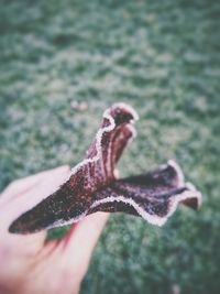 Close-up of hand holding lizard