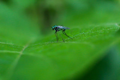 Close-up of insect on leaf