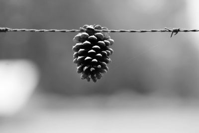 Close-up of berries on barbed wire