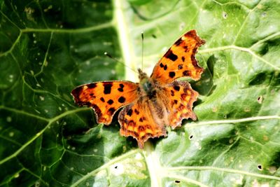 Close-up of butterfly on flower