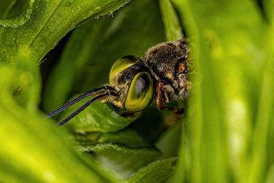 Close-up of bee on flower