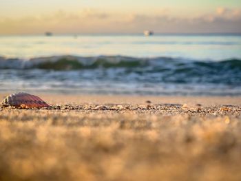 Surface level of beach with  clam  against sky during sunset