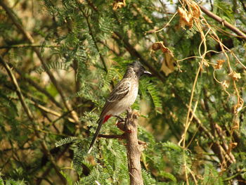 Bird perching on a tree