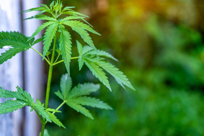 Close-up of fresh green leaves