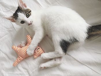 High angle view of kitten lying on bed