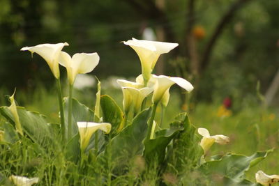 Close-up of flowers blooming outdoors