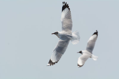 Low angle view of two seagulls flying in clear sky