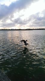 Reflection of trees in water