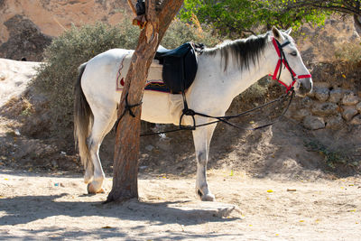 Horses standing in a horse