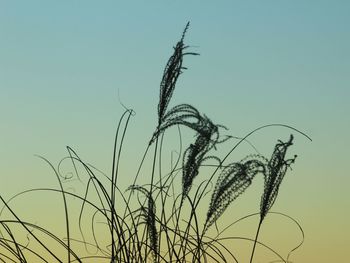 Close-up of wheat plant against clear sky