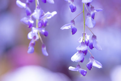 Close-up of purple flowering plant