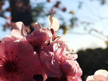 Close-up of pink flowers on branch