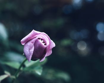 Close-up of pink rose