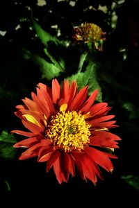 Close-up of red flower blooming outdoors