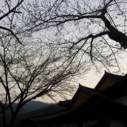 Low angle view of bare trees against the sky