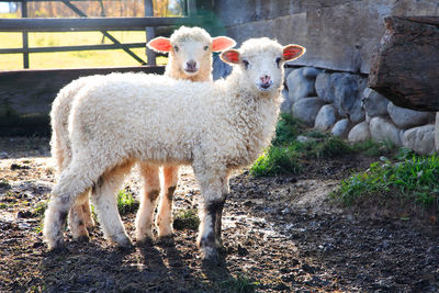 Portrait of lambs standing in pen