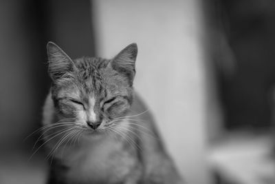 Close-up portrait of cat against blurred background