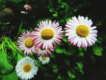 Close-up of pink flowering plants