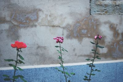 Close-up of pink flowers growing against wall