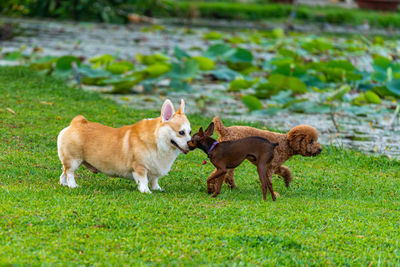 View of dogs on grassy field